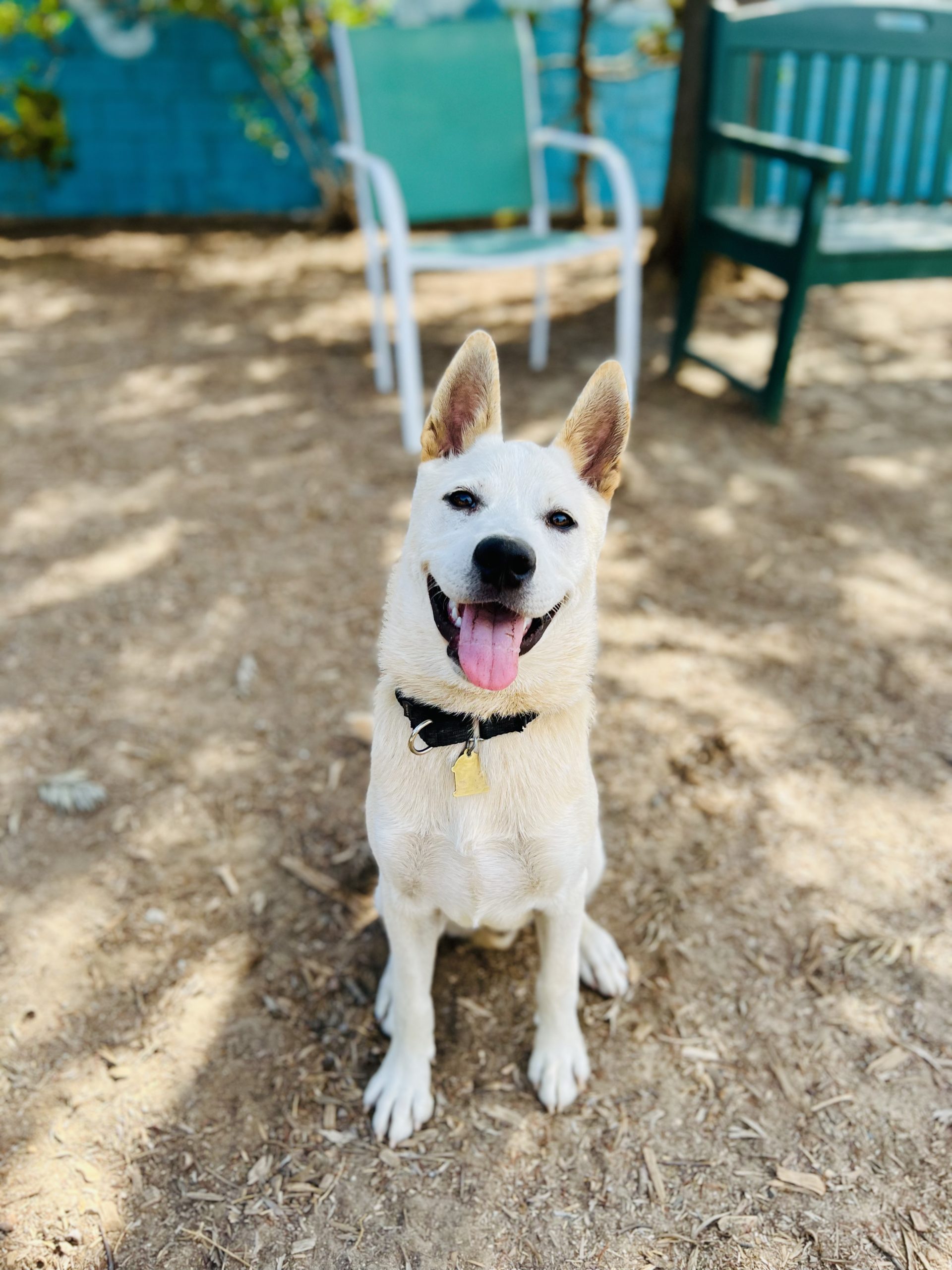 Buddy - Seal Beach Animal Care Center