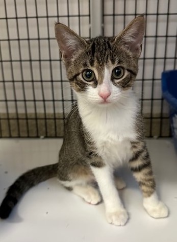 Kitten Daria - Seal Beach Animal Care Center